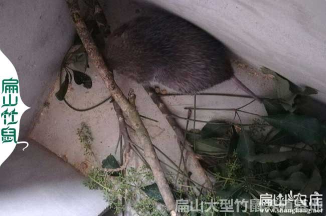 竹鼠吃鴨腳木的好處