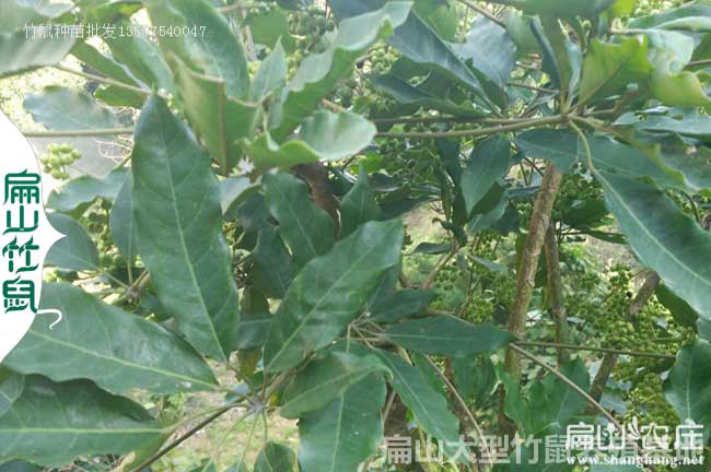 環(huán)江竹鼠養(yǎng)殖合作社