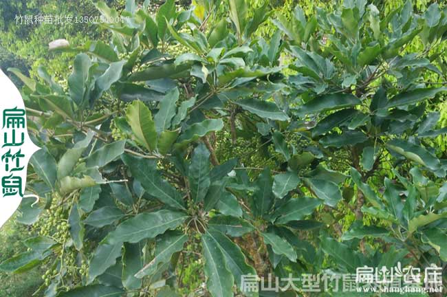 福建鴨腳木種植