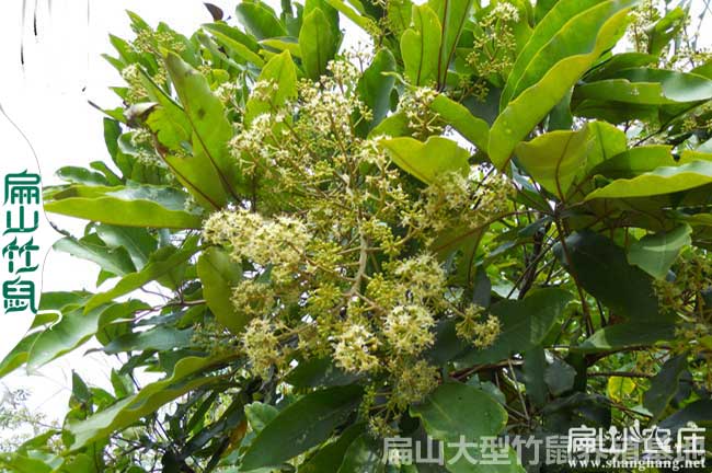竹鼠的愛鴨腳木