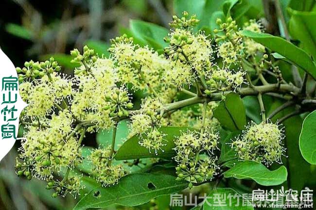 思恩竹鼠合作社