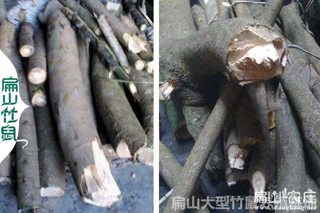 竹鼠喜歡吃的鴨腳木批發(fā)