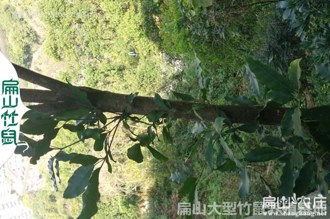 中國(guó)竹鼠鴨腳木基地