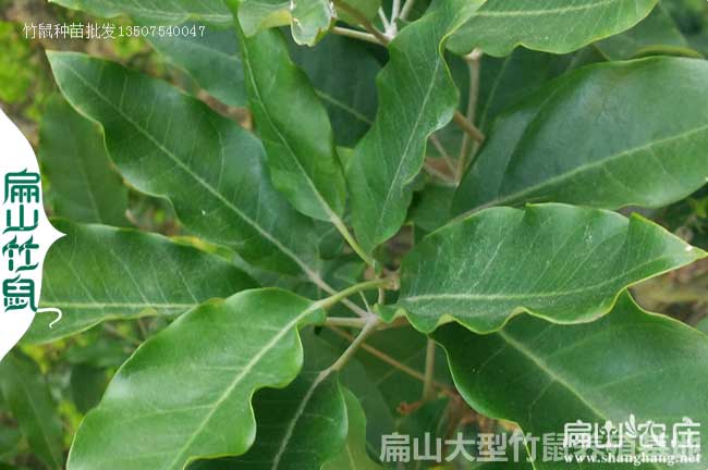 廣東竹鼠腸炎中藥鴨腳木
