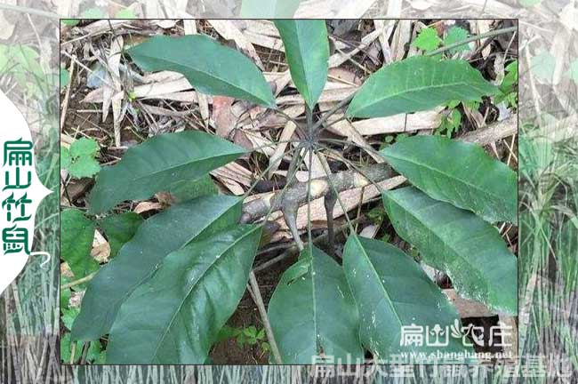為什么竹鼠吃了中國鴨腳木可以治?。? title=