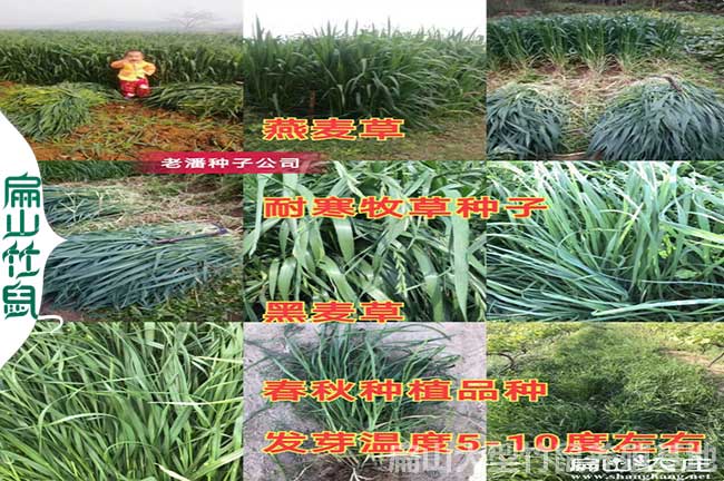 竹鼠的愛牧草