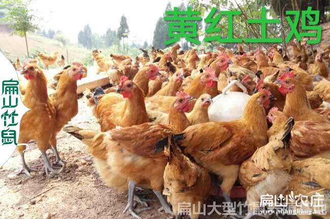 三黃土雞苗孵化收購