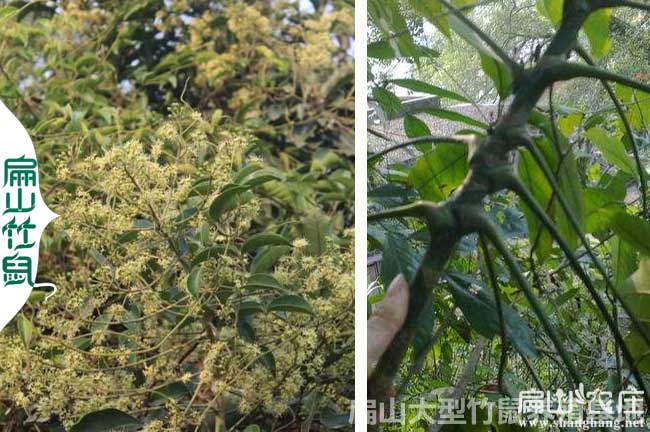 灌陽(yáng)鴨架木種植
