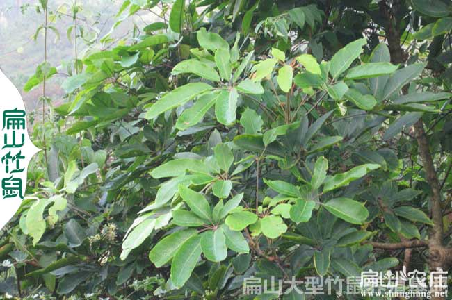 鵝掌菜