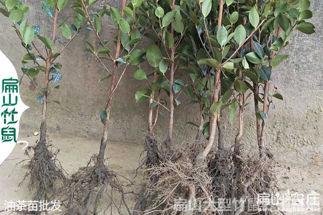 赤壁油茶苗批發(fā)