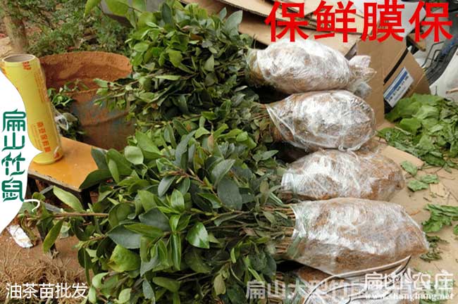 龍巖油茶苗打包服務(wù)
