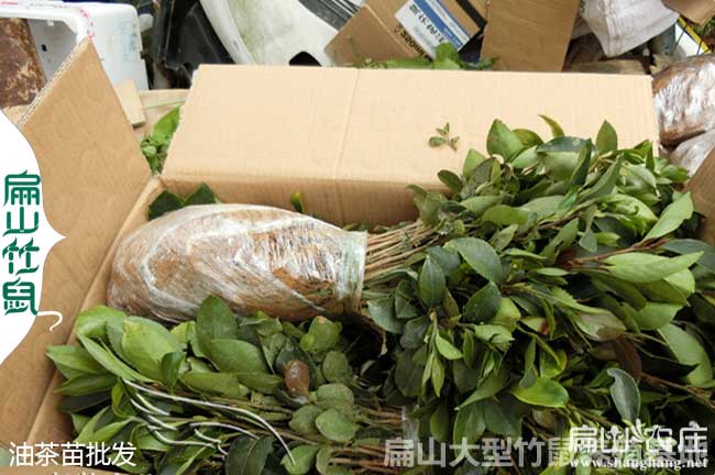 三明油茶苗批發(fā)
