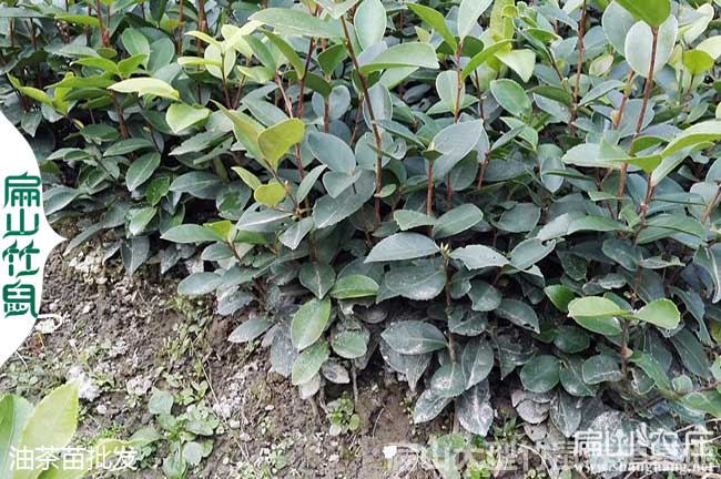 赤壁高產(chǎn)油茶苗批發(fā)