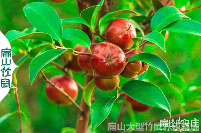 云南大果油茶樹(shù)苗