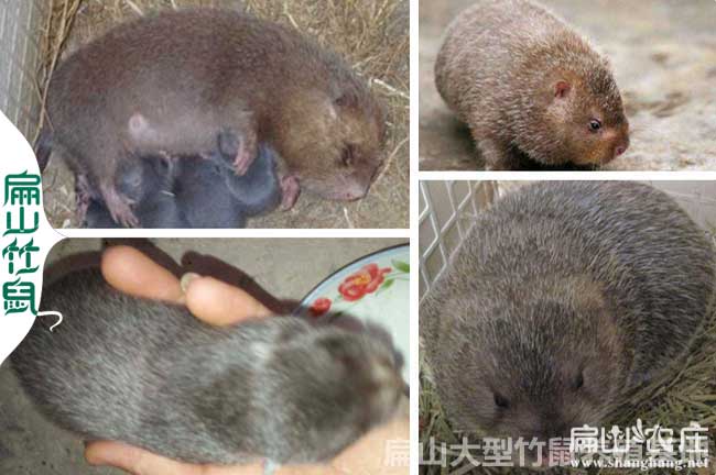 鎮(zhèn)寧竹鼠養(yǎng)殖