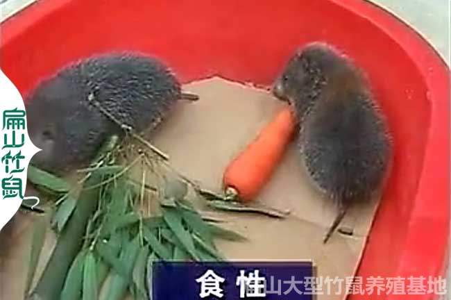 徐州竹鼠種苗批發(fā)