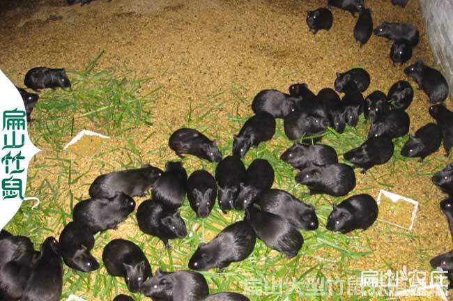 梧州專業(yè)竹鼠養(yǎng)殖