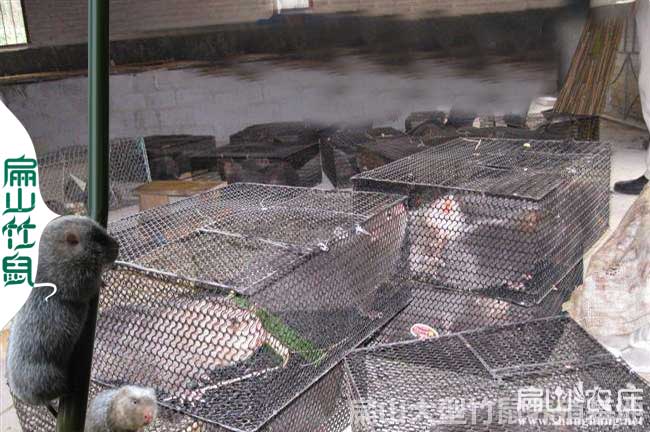 廣西桂林竹鼠養(yǎng)殖場(chǎng)
