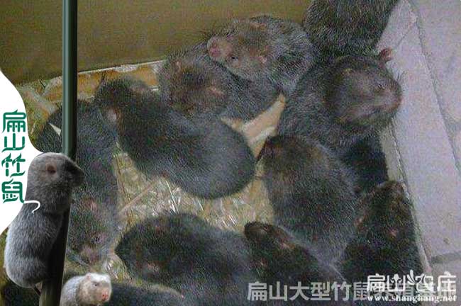思恩竹鼠養(yǎng)殖