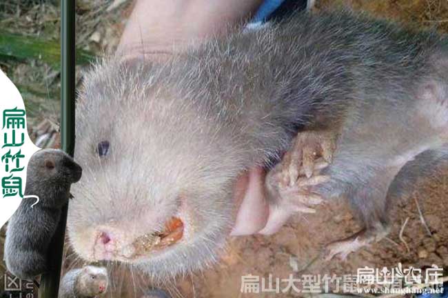 四川花兔竹鼠種苗批發(fā)