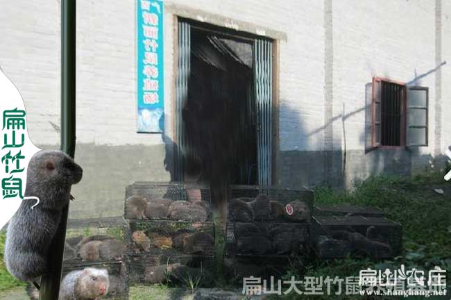 安順竹鼠種苗批發(fā)