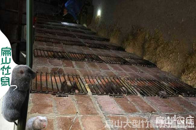務(wù)川竹鼠養(yǎng)殖
