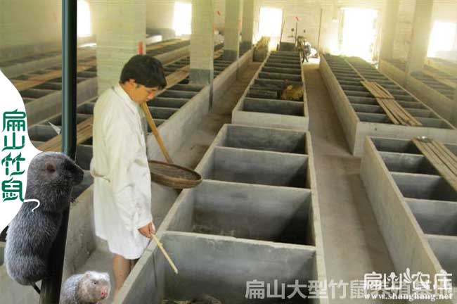 平樂竹鼠養(yǎng)殖基地