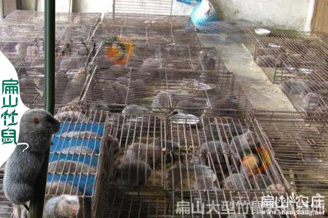 荔浦竹鼠種苗批發(fā)