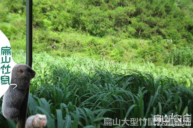 百色皇竹草種植基地