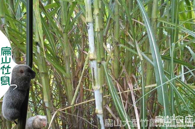 永州竹鼠專業(yè)養(yǎng)殖