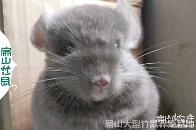 昆明竹鼠苗批發(fā)價格
