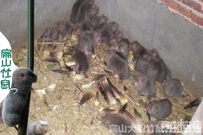 長(zhǎng)沙大中的竹鼠養(yǎng)殖基地