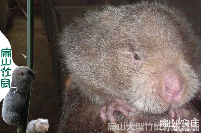 竹鼠怎么配對