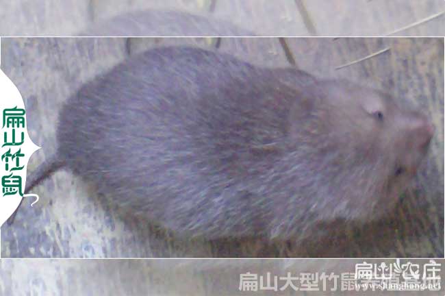 遂寧1000對(duì)竹鼠養(yǎng)殖場(chǎng) 種苗一公二母價(jià)格 遂寧竹鼠養(yǎng)殖基地