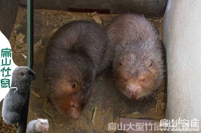云南紅頰竹鼠回收