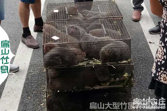 鎮(zhèn)寧竹鼠種苗批發(fā)