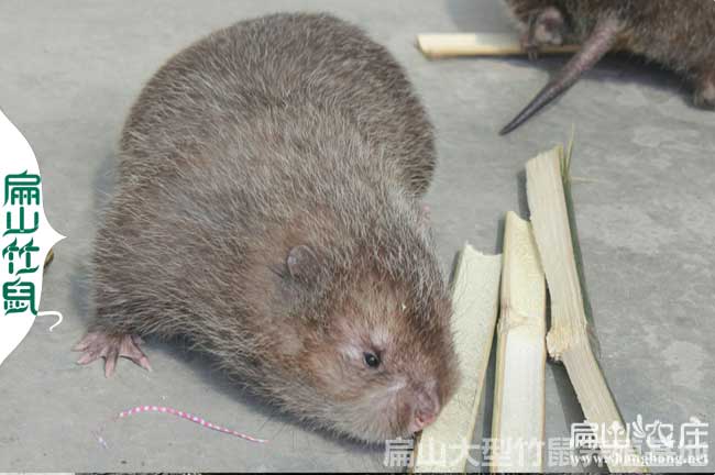 南寧竹鼠種苗