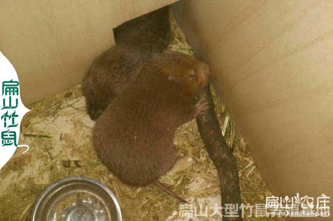 銅仁竹鼠合作社
