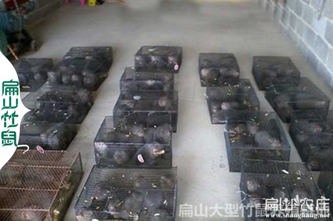 清遠竹鼠專業(yè)養(yǎng)殖基地