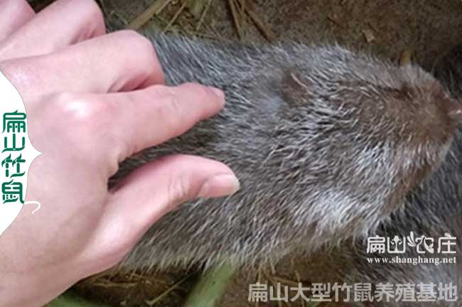 銀星c紅頰竹鼠價(jià)格