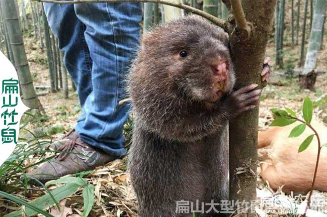 羅城竹鼠批發(fā)