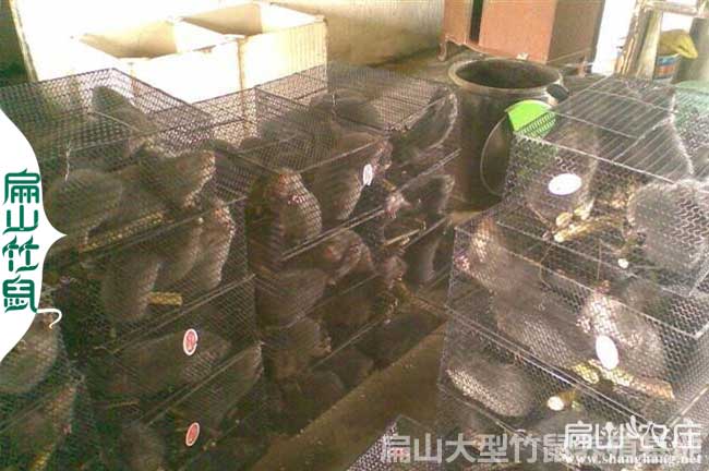 桂林竹鼠養(yǎng)殖發(fā)貨運輸