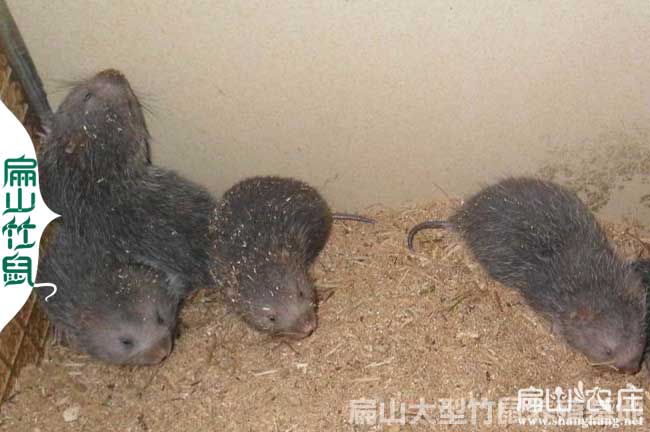桂林竹鼠種苗批發(fā)
