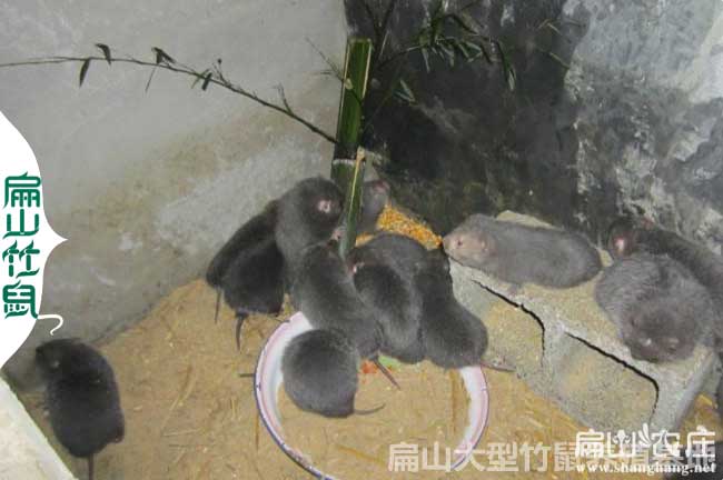 莆田石蛙竹鼠散養(yǎng)豚鼠野兔養(yǎng)殖基地 福建10-50-100對種苗
