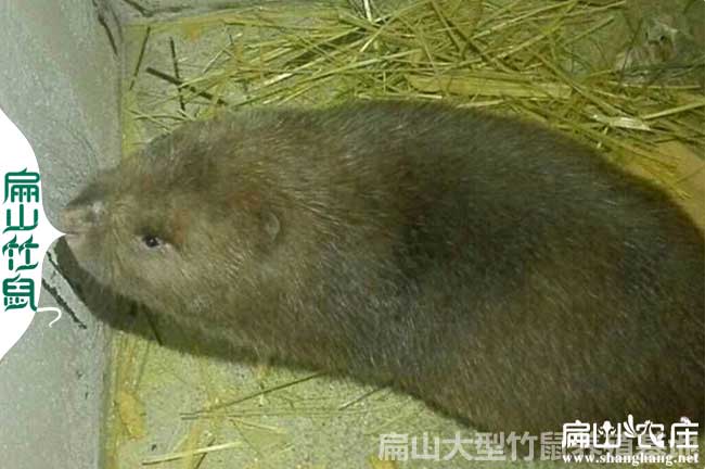 南陽竹鼠種苗價(jià)格