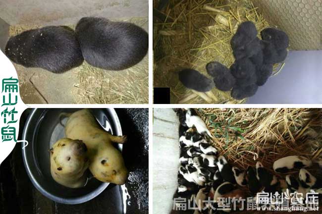 全州竹鼠批發(fā)價格