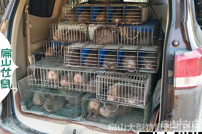 自貢竹鼠種苗多少錢(qián)一只