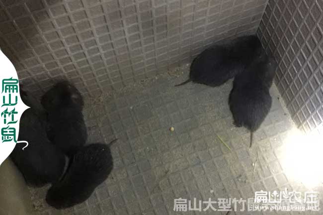 江永竹鼠批發(fā)