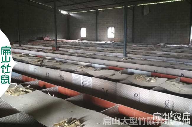 大型竹鼠養(yǎng)殖場