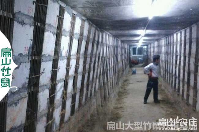 四川大中竹鼠苗批發(fā)